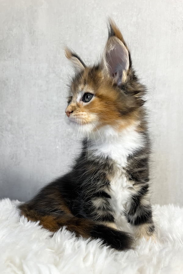 Pandora | Maine Coon Kitten