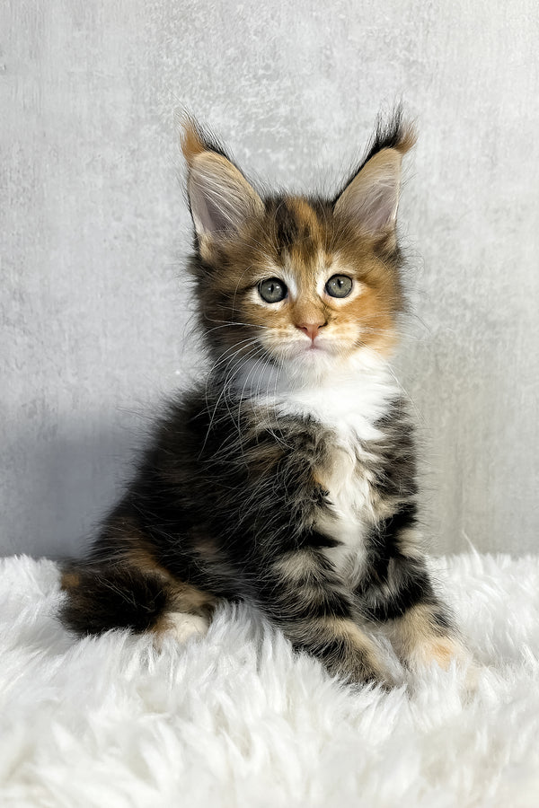 Pandora | Maine Coon Kitten