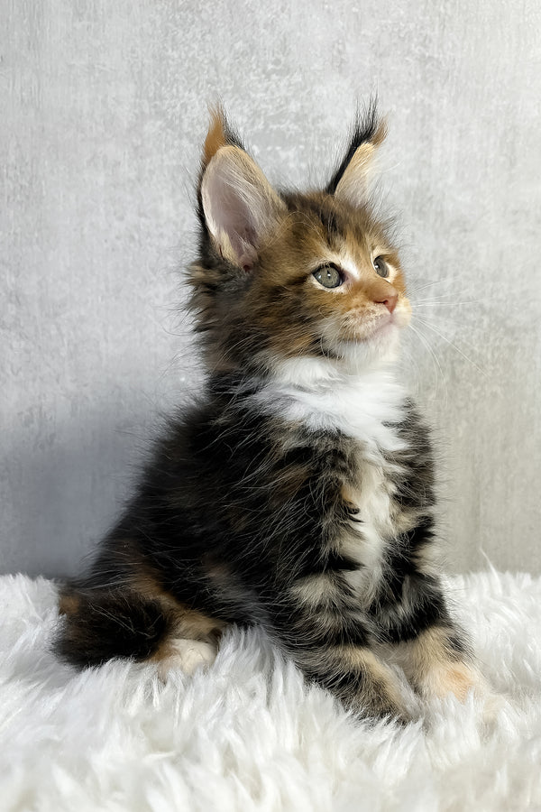 Pandora | Maine Coon Kitten