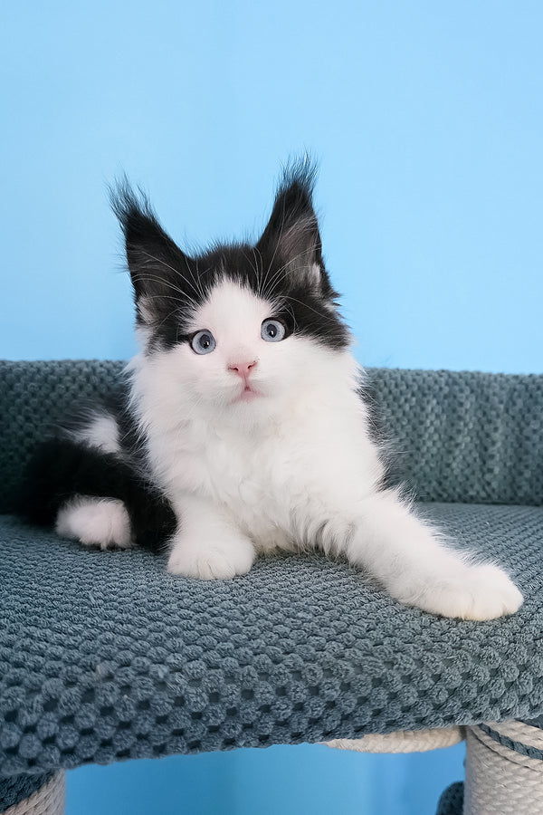 Pani | Maine Coon Kitten