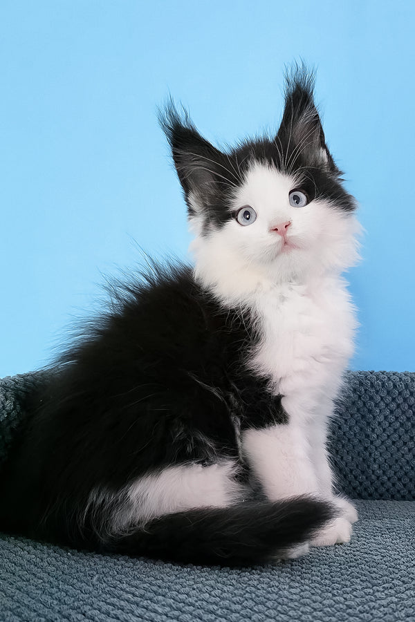 Pani | Maine Coon Kitten