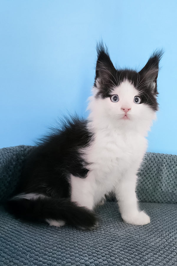 Pani | Maine Coon Kitten