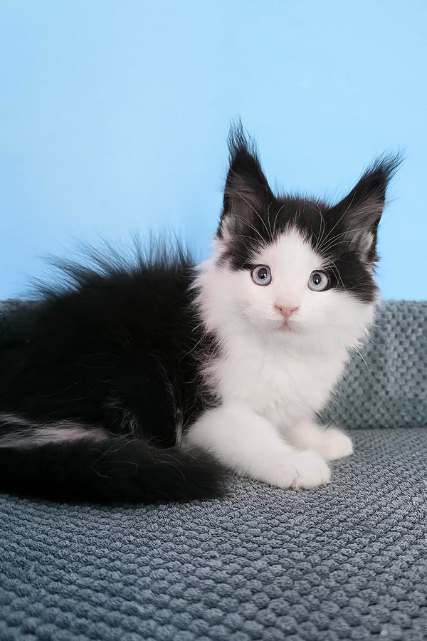 Pani | Maine Coon Kitten