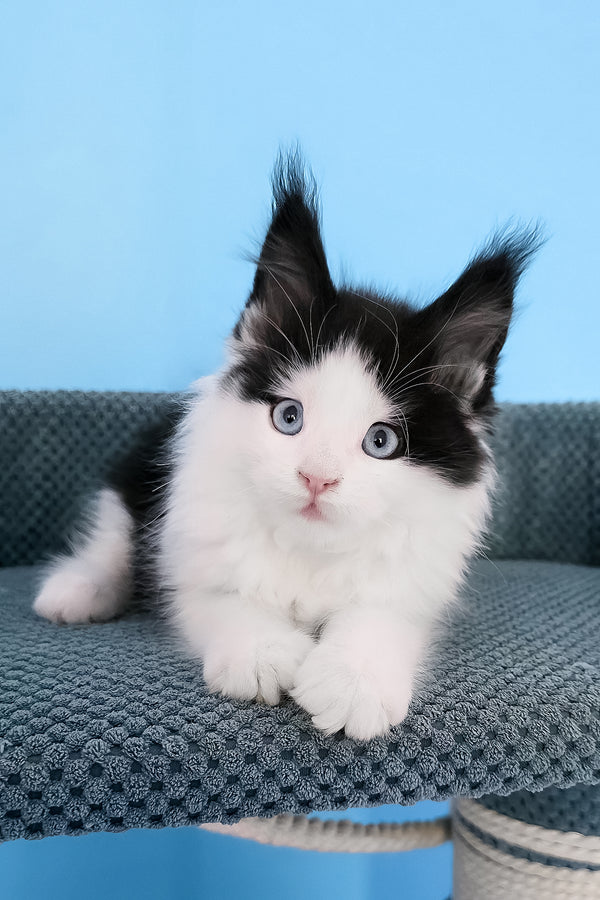 Pani | Maine Coon Kitten