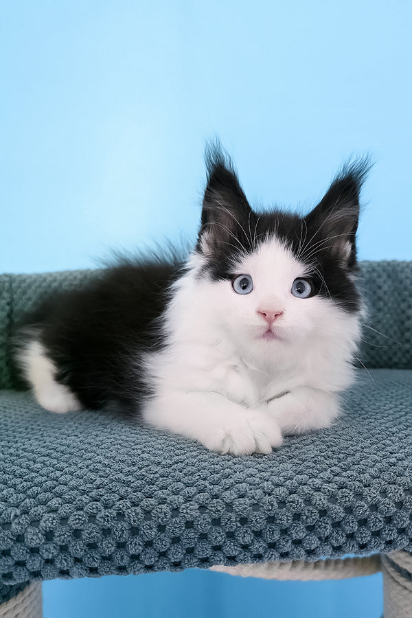 Pani | Maine Coon Kitten