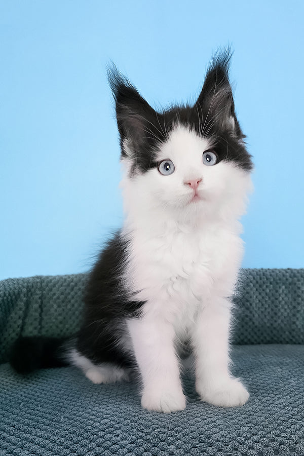 Pani | Maine Coon Kitten