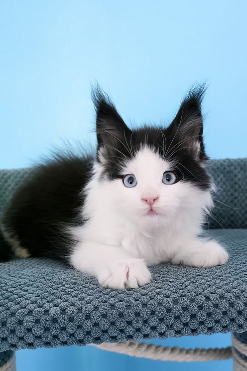 Pani | Maine Coon Kitten
