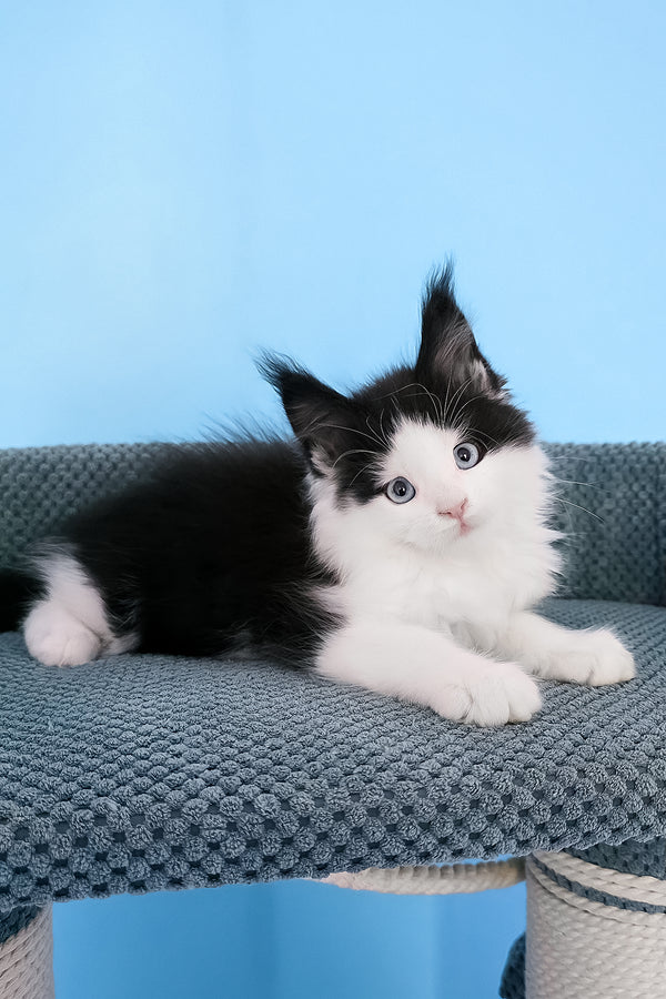 Pani | Maine Coon Kitten