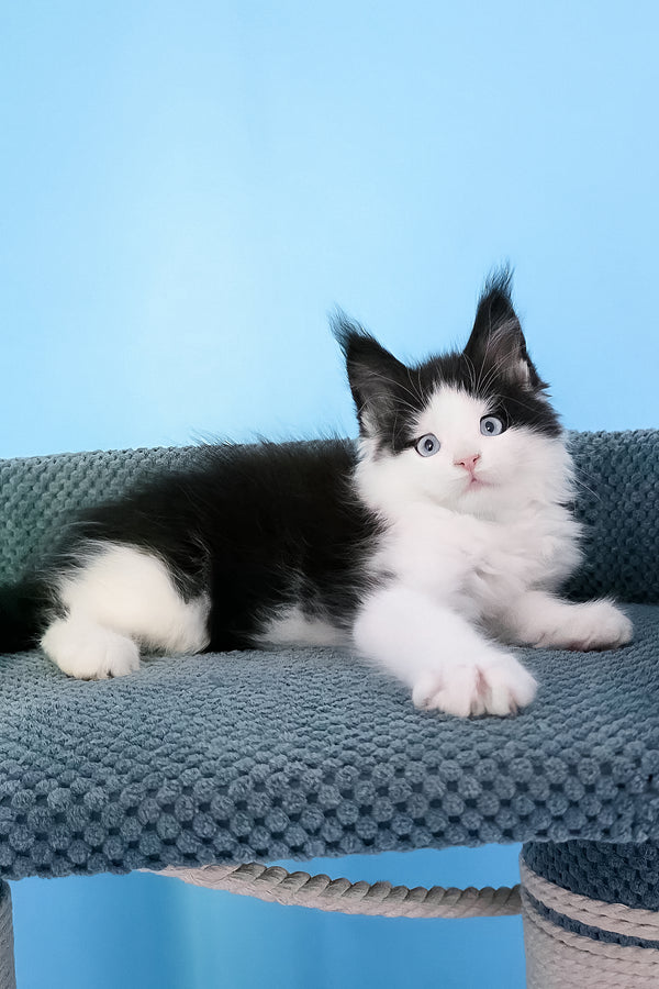 Pani | Maine Coon Kitten