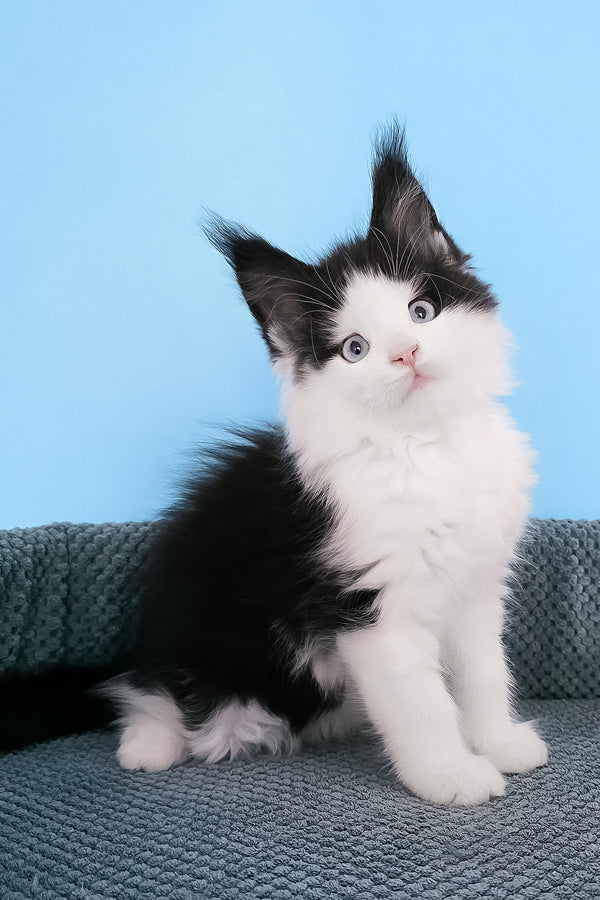 Pani | Maine Coon Kitten