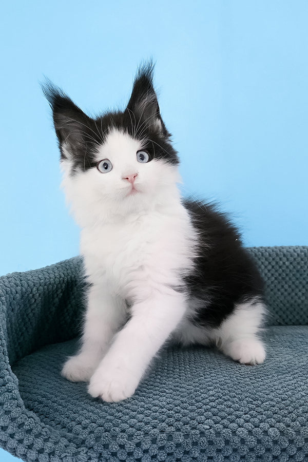 Pani | Maine Coon Kitten