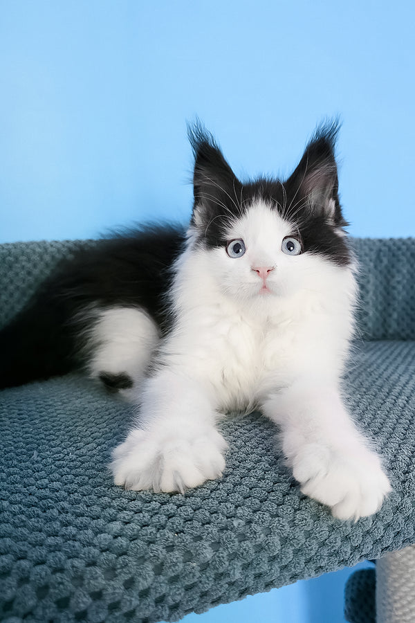 Pani | Maine Coon Kitten