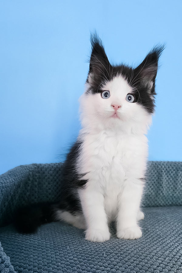 Pani | Maine Coon Kitten