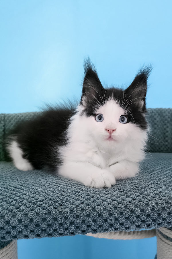 Pani | Maine Coon Kitten