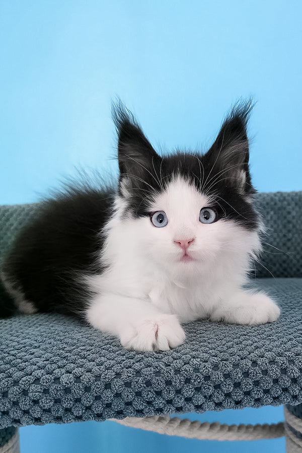 Pani | Maine Coon Kitten