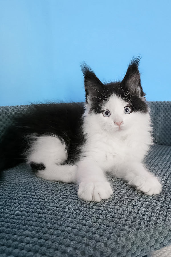 Pani | Maine Coon Kitten