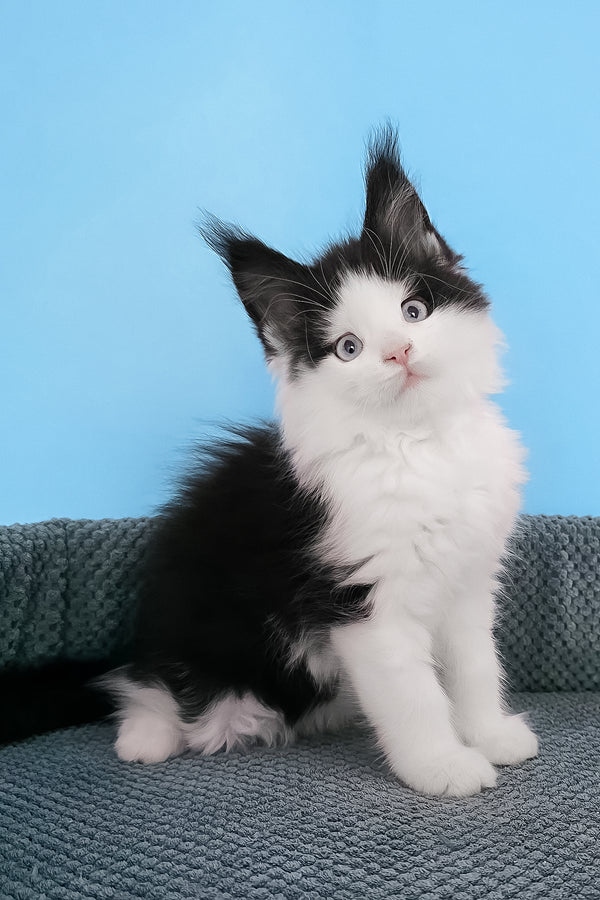 Pani | Maine Coon Kitten