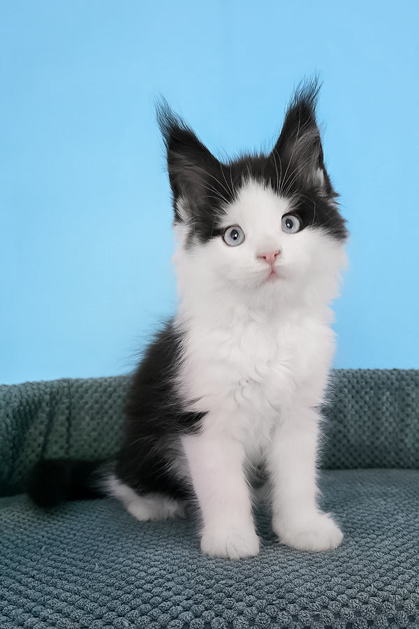 Pani | Maine Coon Kitten