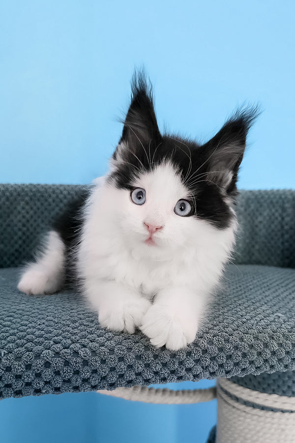 Pani | Maine Coon Kitten