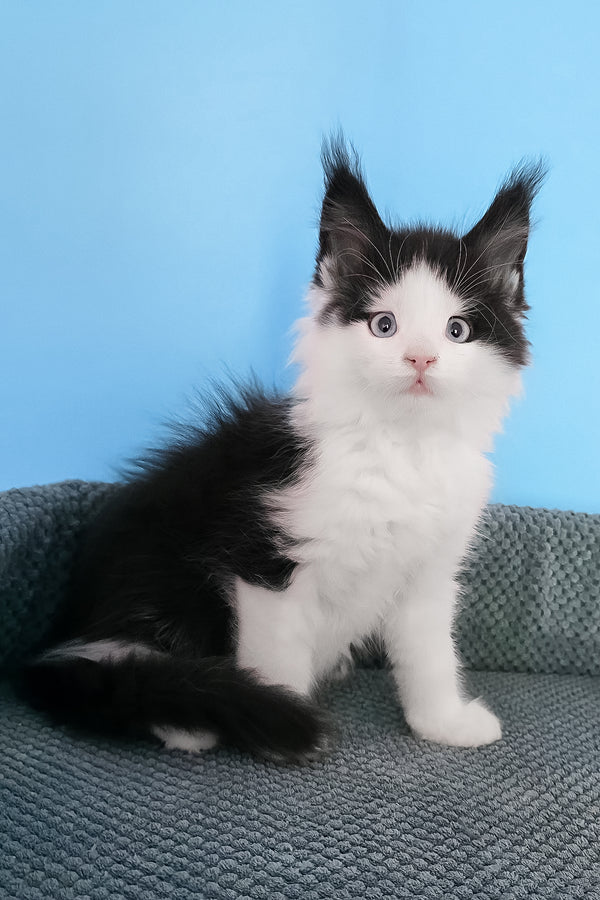 Pani | Maine Coon Kitten