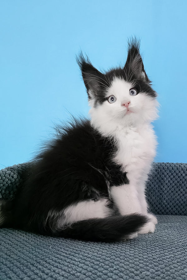 Pani | Maine Coon Kitten