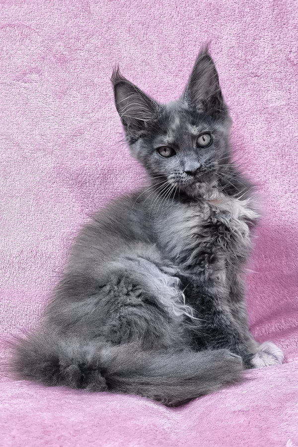 Patty | Maine Coon Kitten