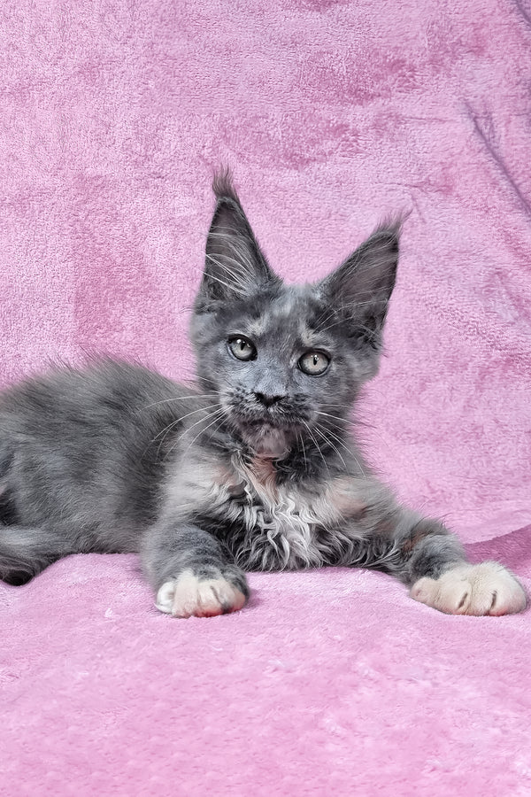 Patty | Maine Coon Kitten