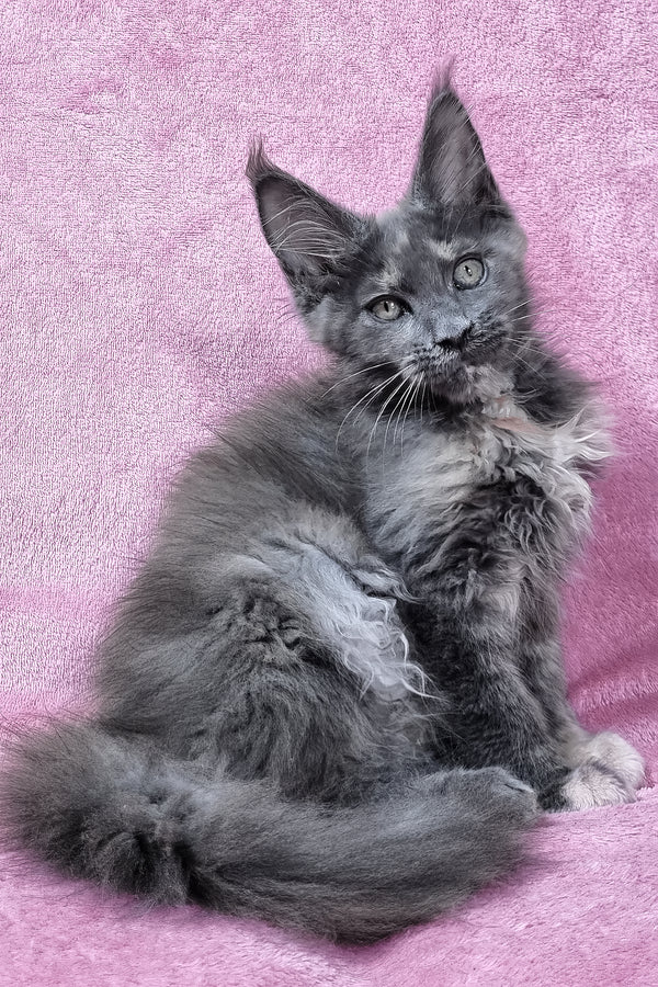 Patty | Maine Coon Kitten