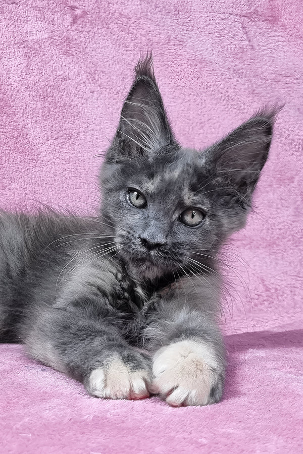 Patty | Maine Coon Kitten