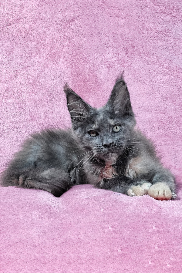 Patty | Maine Coon Kitten