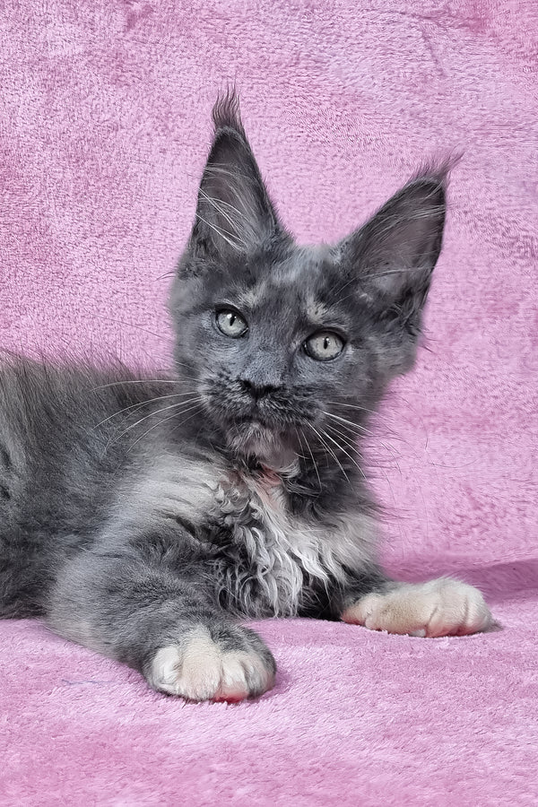 Patty | Maine Coon Kitten