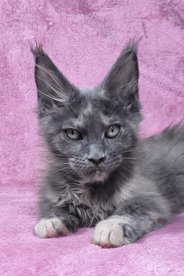 Patty | Maine Coon Kitten