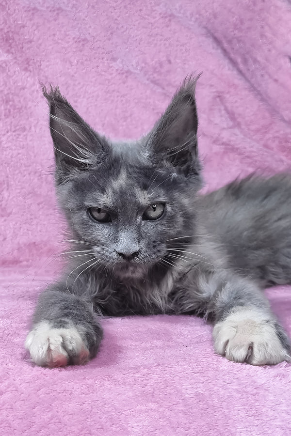 Patty | Maine Coon Kitten
