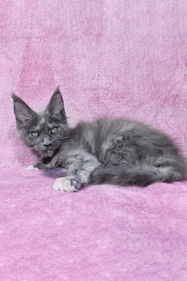 Patty | Maine Coon Kitten