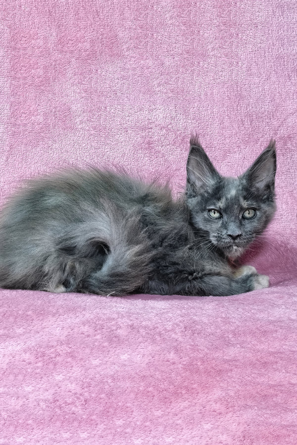 Patty | Maine Coon Kitten