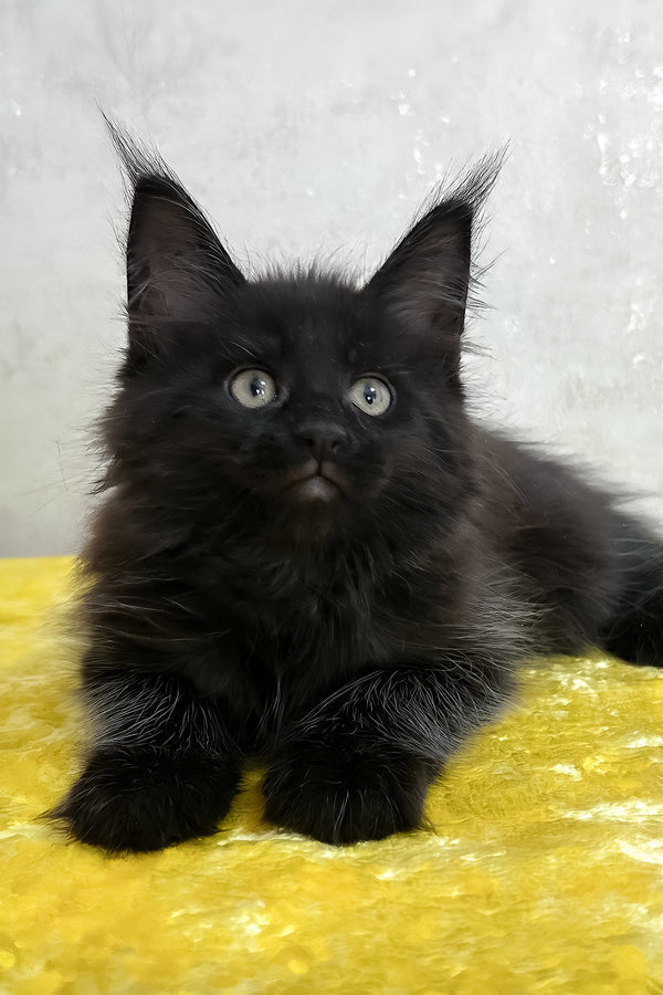 Paulo | Maine Coon Kitten