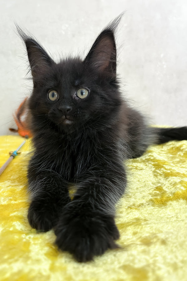 Paulo | Maine Coon Kitten