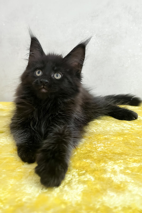Paulo | Maine Coon Kitten
