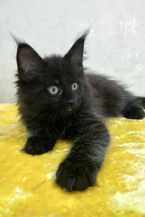 Paulo | Maine Coon Kitten