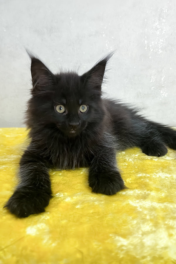 Paulo | Maine Coon Kitten