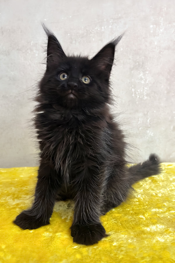 Paulo | Maine Coon Kitten