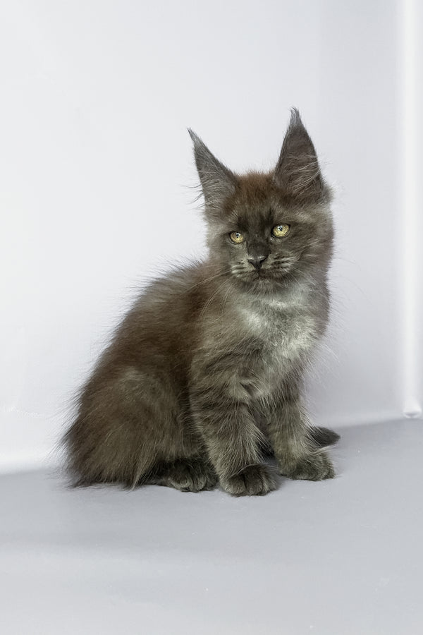 Penny | Maine Coon Kitten