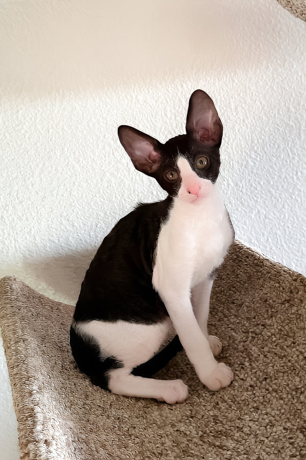 Peppercorn | Cornish Rex Kitten