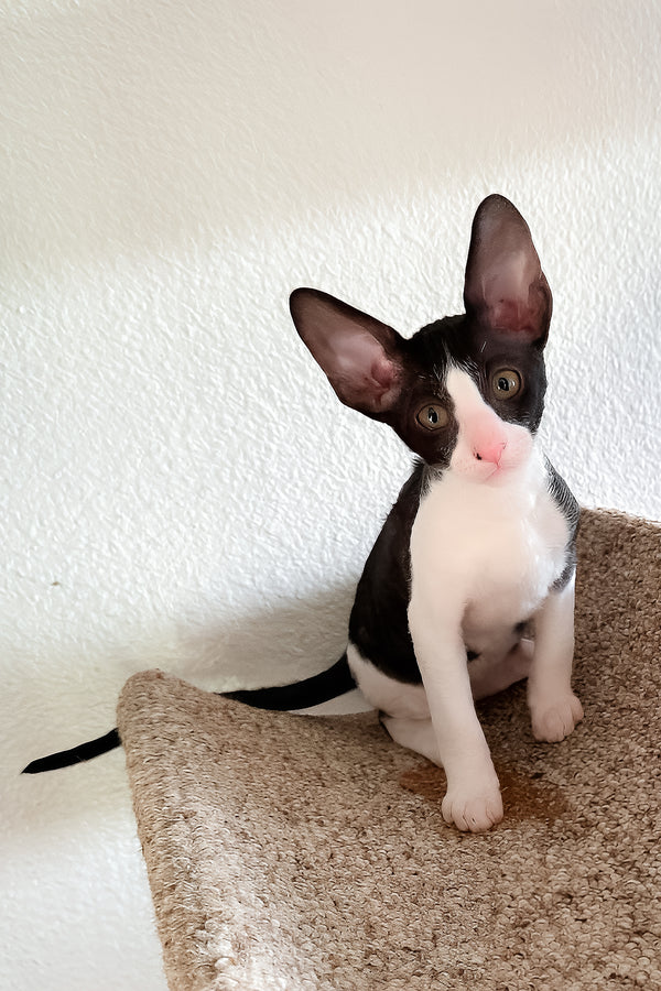 Peppercorn | Cornish Rex Kitten