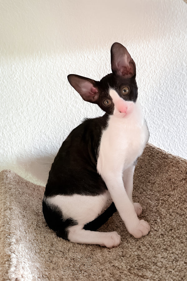 Peppercorn | Cornish Rex Kitten