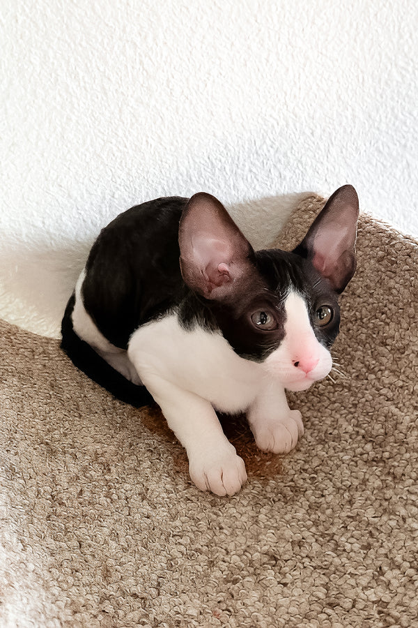 Peppercorn | Cornish Rex Kitten