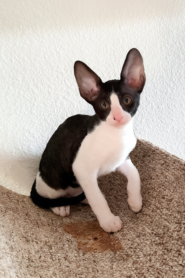 Peppercorn | Cornish Rex Kitten