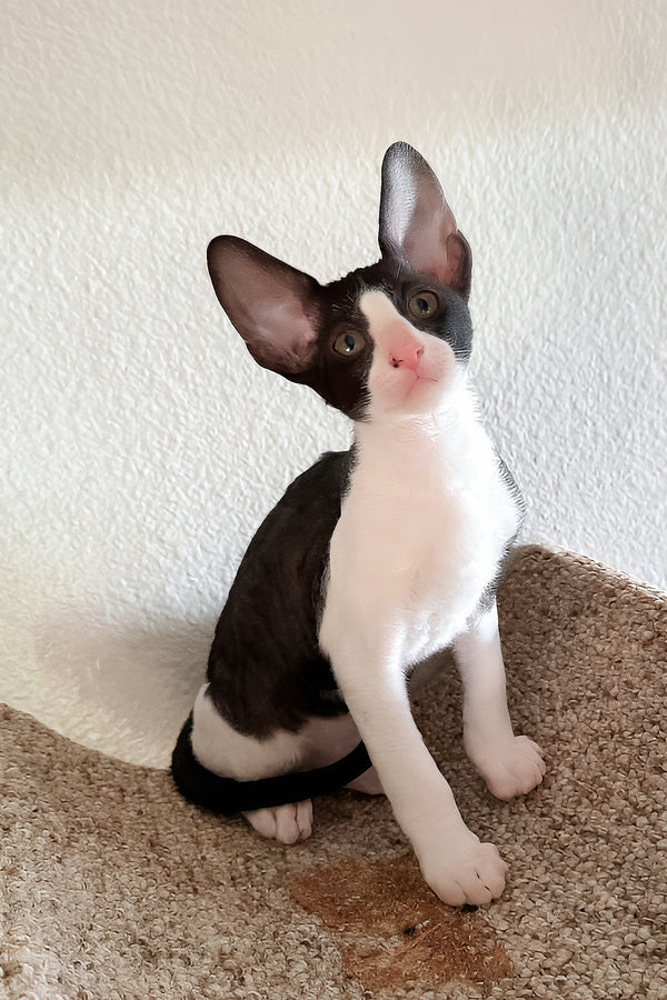 Peppercorn | Cornish Rex Kitten