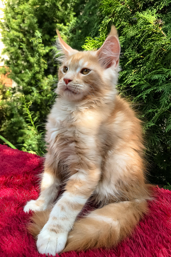 Peter | Maine Coon Kitten