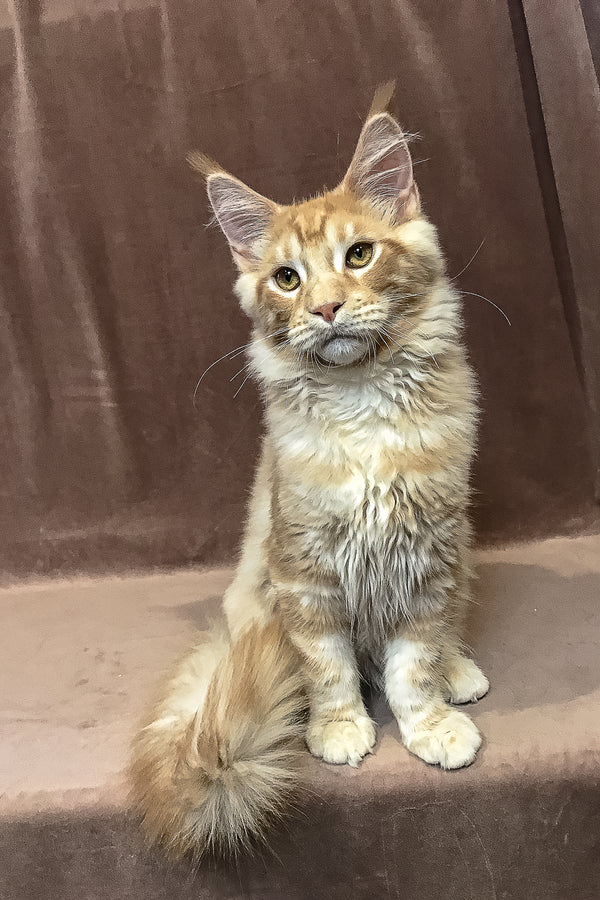 Peter | Maine Coon Kitten